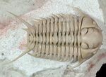 Spectacular Cyrtometopus Trilobite From Russia - (Clearance Price) #51332-4